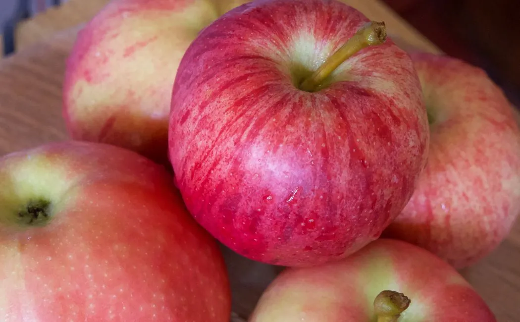 Ligol - popularna odmiana jabłka w Polsce