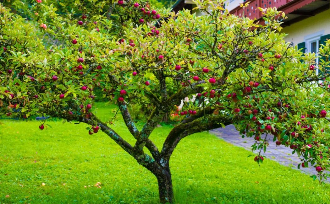 Jak rozplanować drzewa owocowe w ogrodzie?