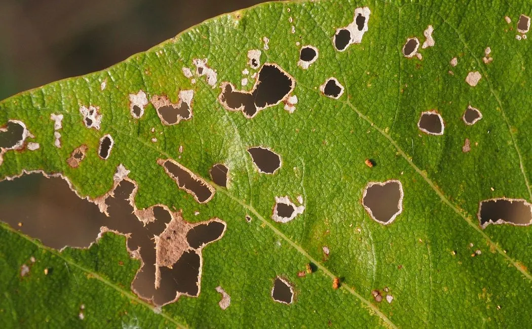 Dziurkowatość liści drzew pestkowych - jak rozpoznać i zapobiegać tej chorobie