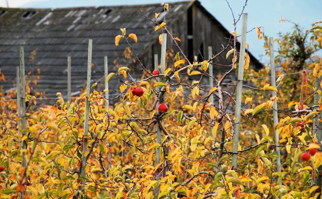 Nawożenie sadów owocowych jesienią – klucz do zdrowych drzew